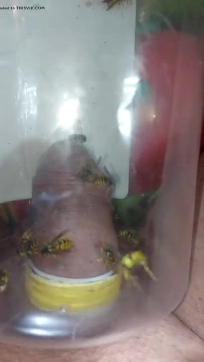 pain cbt insertion bdsm extrem pervers wasp