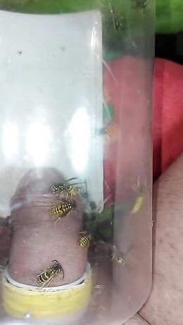 pain cbt insertion bdsm extrem pervers wasp