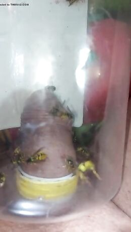 pain cbt insertion bdsm extrem pervers wasp